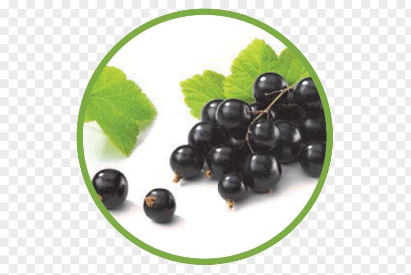 Juice Blackcurrant Seed Oil Extract PNG