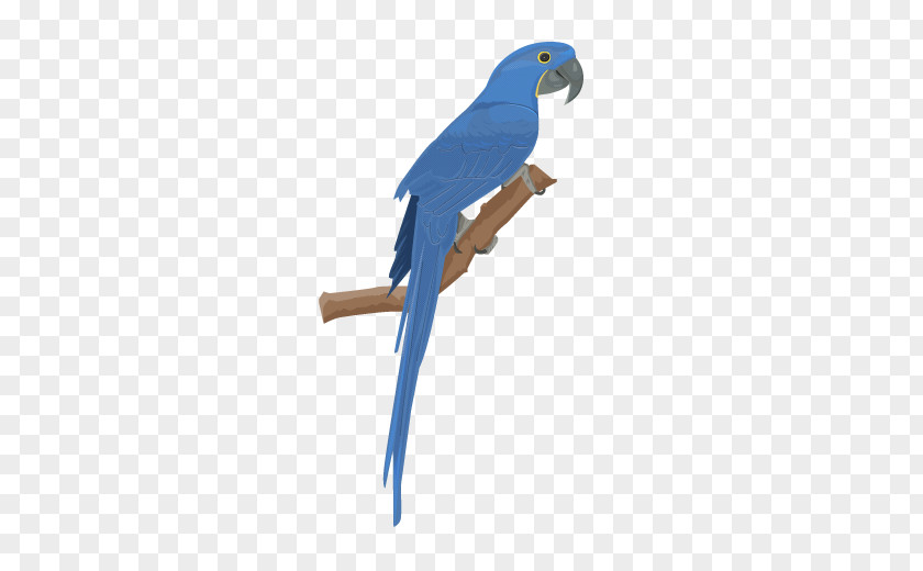 Parrot Budgerigar Hyacinth Macaw Bird PNG