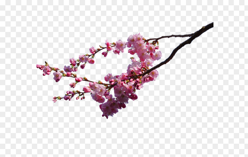 Peach Branches And Opening Material Cherry Blossom DeviantArt PNG