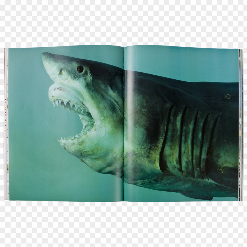 Sharks Damien Hirst: Relics Shark Art Painting PNG