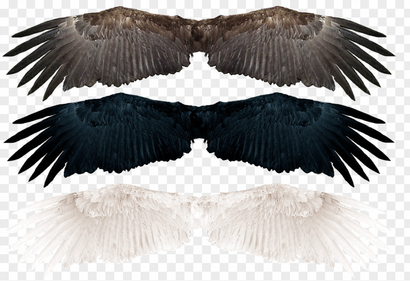 Bird Wing Photography PNG