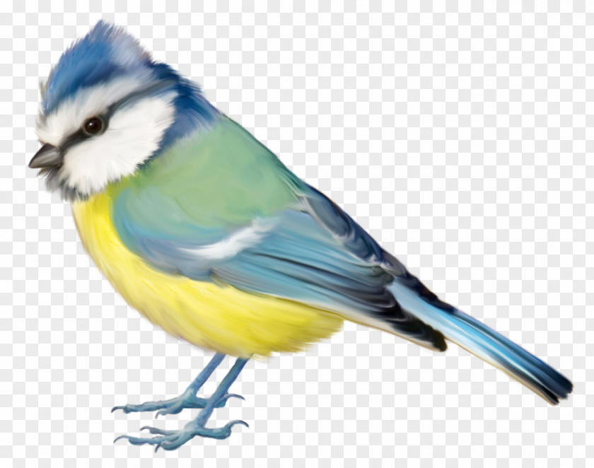 Birds,Birds Bird Blue Jay Finch Clip Art PNG