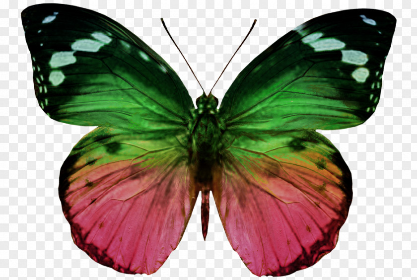 Butterfly Nymphalidae Pieridae Euclidean Vector PNG