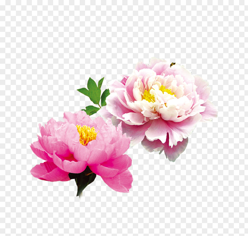 Floral Harbin Design Image Illustration PNG