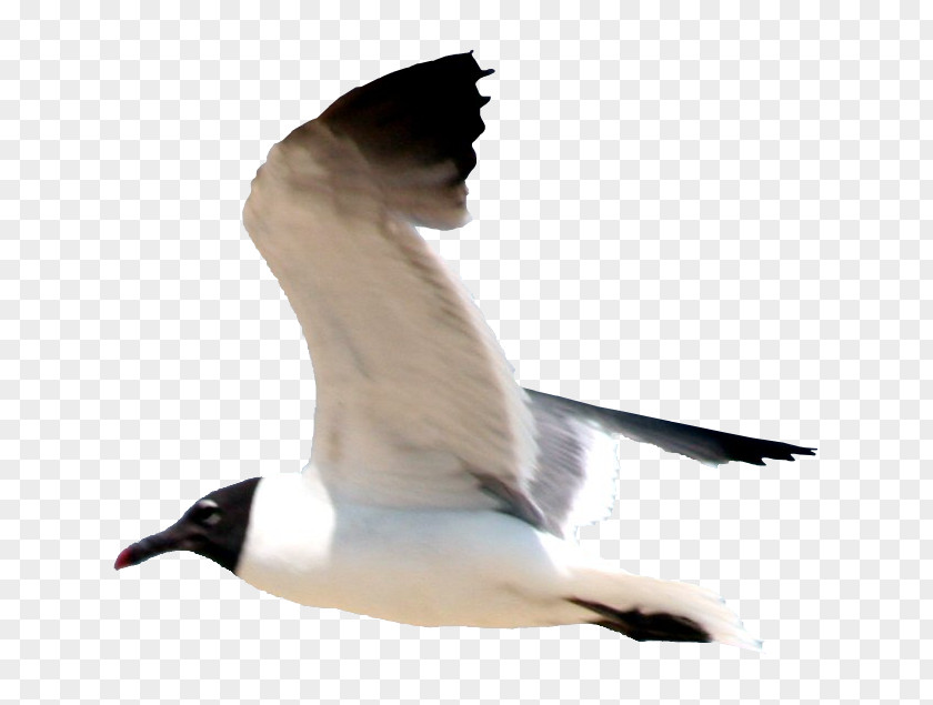 Gull Gulls Bird Flight European Herring Great Black-backed PNG
