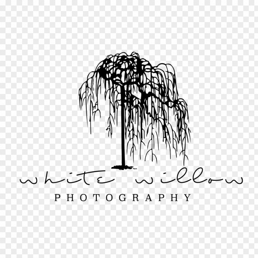 Tree Salix Alba Graphic Design Logo Photography PNG