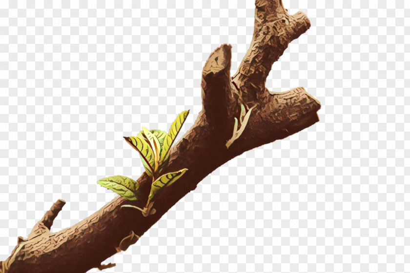 Trunk Flower Tree PNG