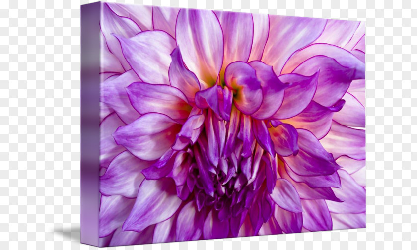 Violet Dahlia Floral Design Chrysanthemum PNG