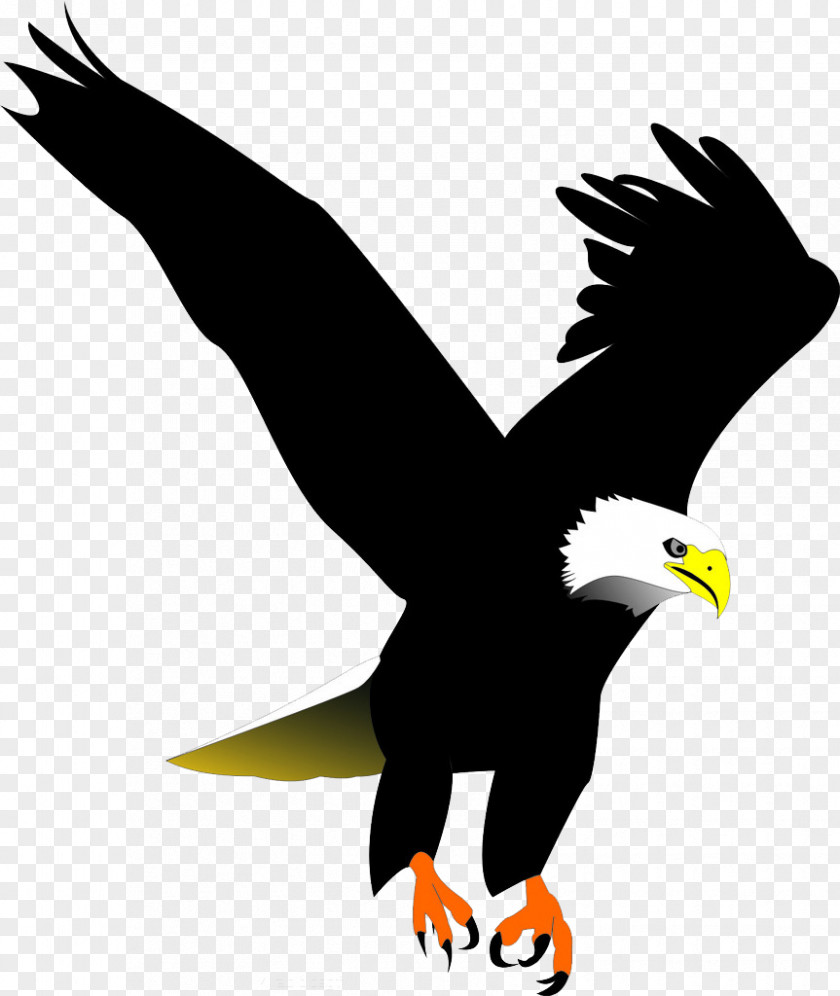 Black Eagle Feathers Bald Bird Clip Art PNG