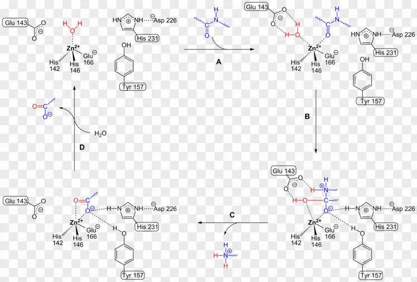 Cycle Thermolysin Metalloproteinase PMSF Protease Peptide Bond PNG