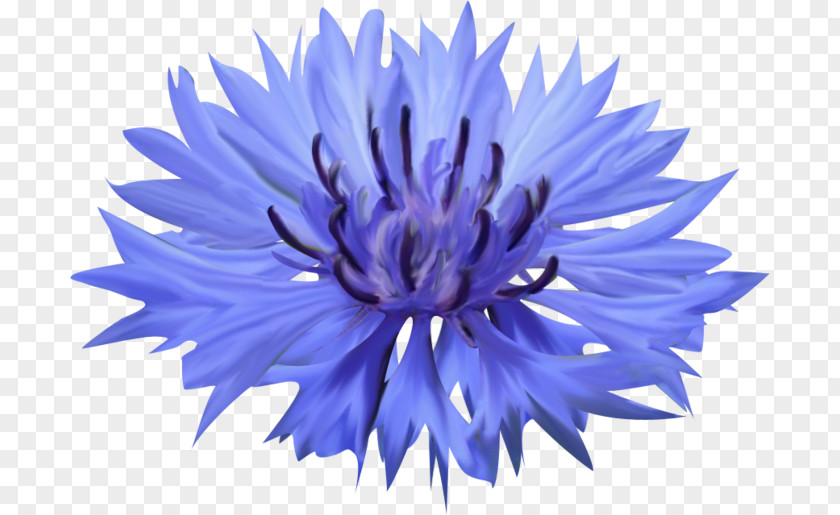 Flower Cornflower Blue Petal PNG