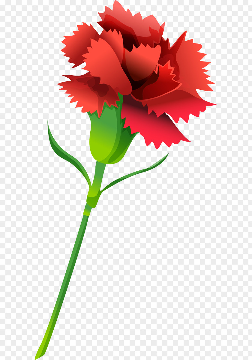Flower Kryddernellike Carnation Information PNG
