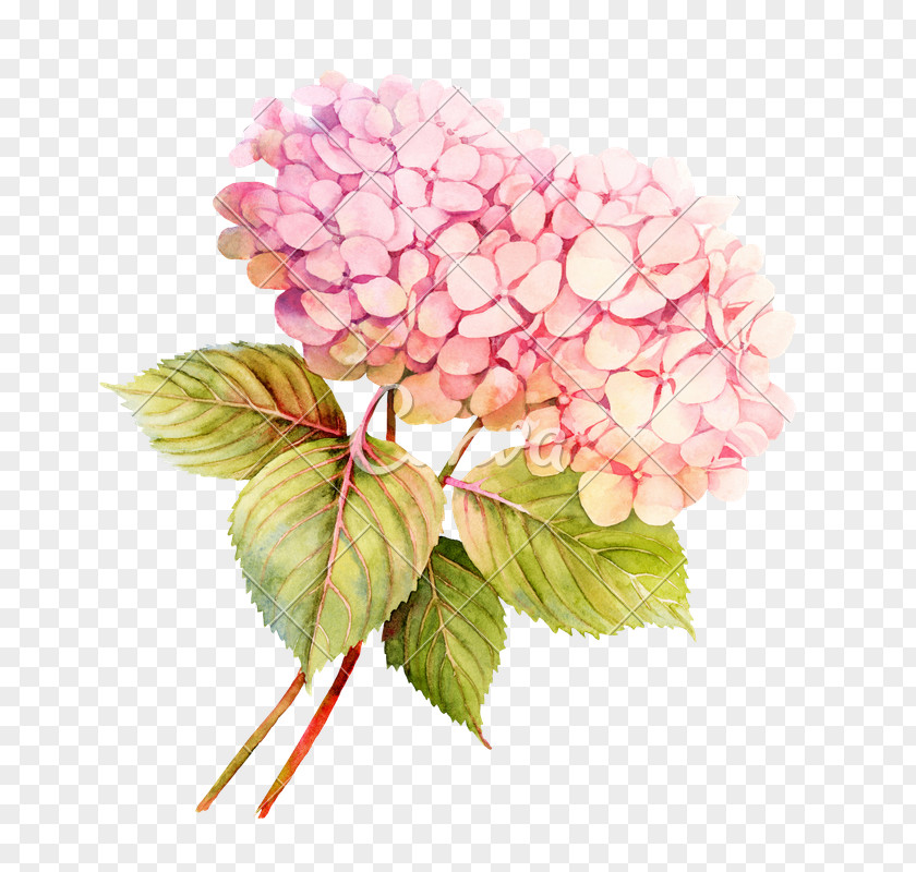 Flower Watercolor Painting Floral Design Photography PNG