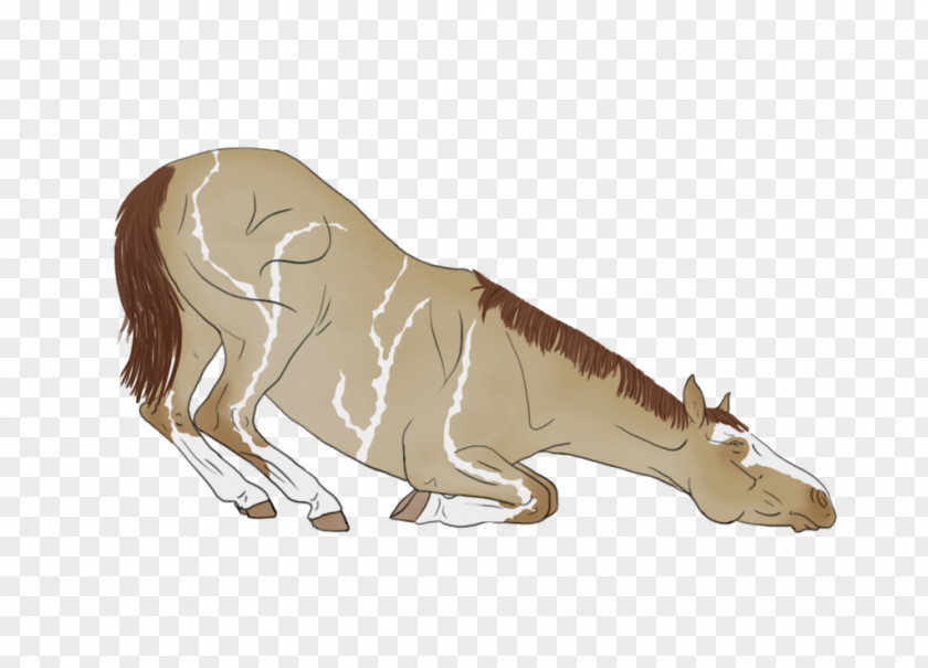 Horse Carnivora Cattle Mane Neck PNG