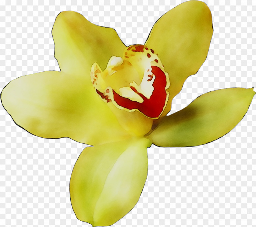 Moth Orchids Yellow Cut Flowers PNG