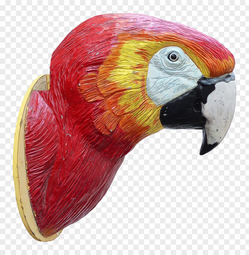 Piciformes Parrot Bird PNG