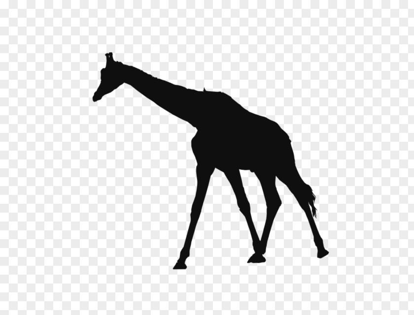 Silhouette Paper Northern Giraffe Image Animal PNG