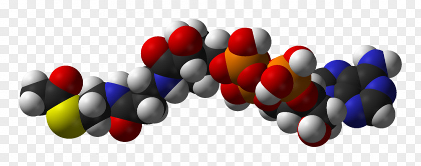 Acetyl-CoA Coenzyme A Acetyl Group Citric Acid Cycle PNG