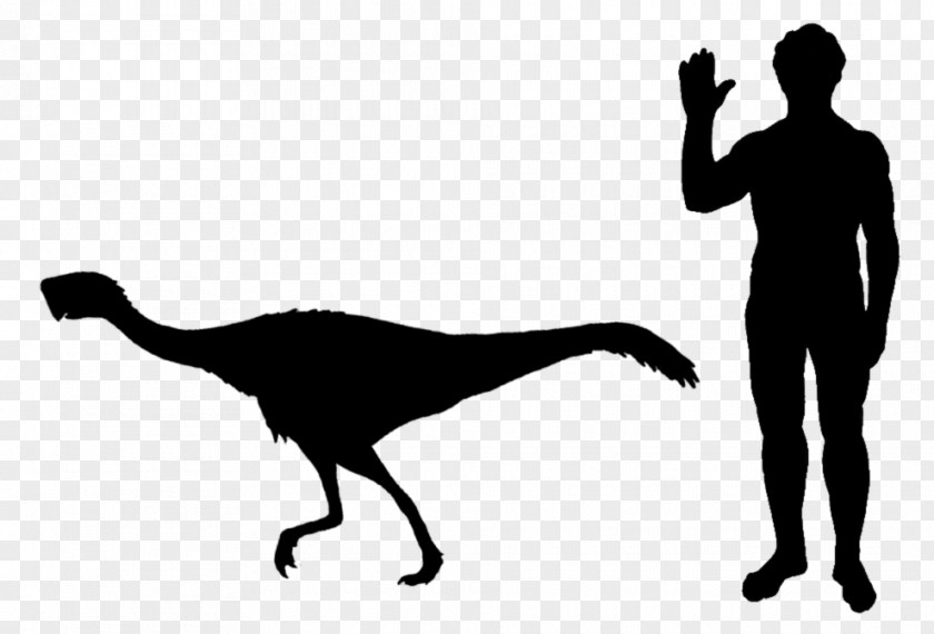 Dinosaur Staurikosaurus Thescelosaurus Velociraptor Microraptor Scansoriopteryx PNG