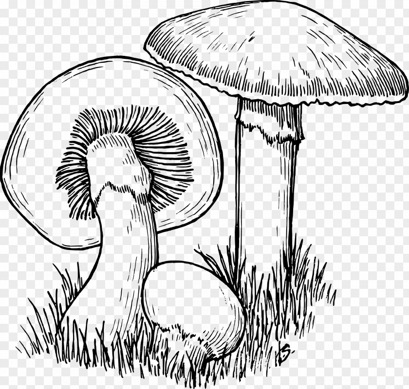 Mushroom Hunting Drawing Line Art PNG