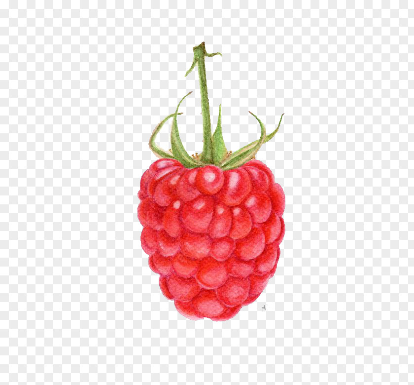 Raspberry Strawberry Fruit Drawing Watercolor Painting PNG