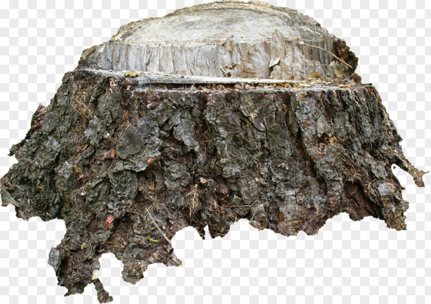 Tree Trunk Stump Hirsi Apples PNG