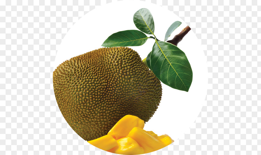 Vegetable Jackfruit Fruit Tree Food PNG