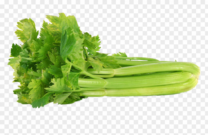Vegetable Organic Food Celery Leaf Plant Stem PNG