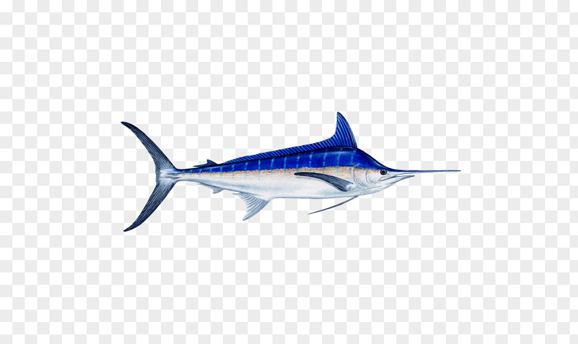 Fishing Swordfish Atlantic Blue Marlin Black Recreational PNG
