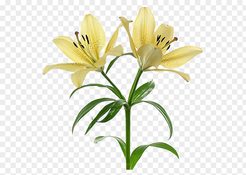 Flor Flower Arum-lily Drawing Plant Daylily PNG