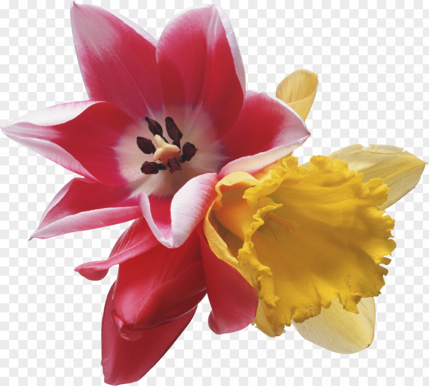 Gladiolus Flower Tulip Clip Art PNG
