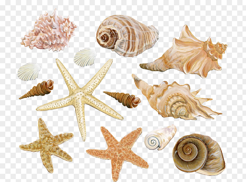Gossip Seashell Mollusc Shell Conch Starfish PNG