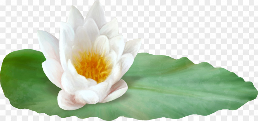 Hand-painted Lotus Nelumbo Nucifera Petal Water Lily Effect PNG