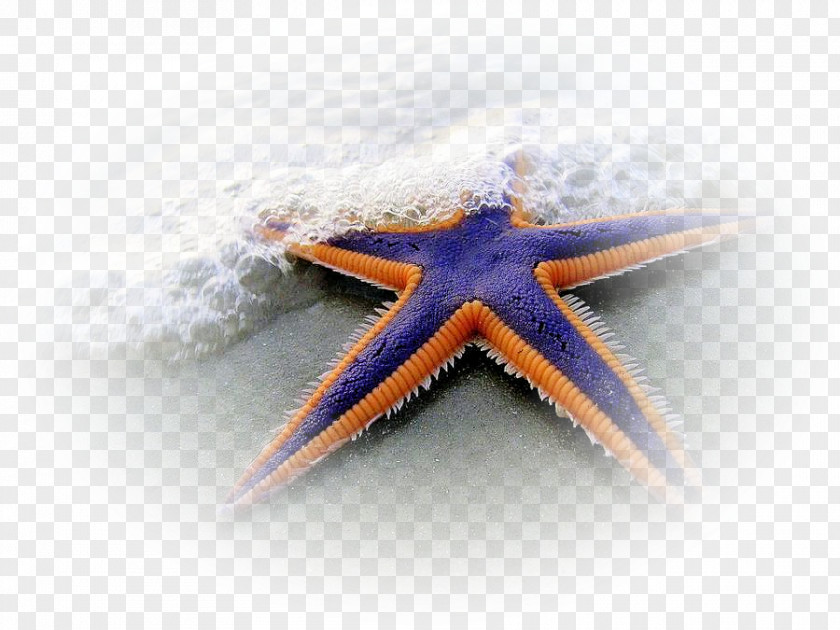 Starfish Echinoderm Hagfish Brittle Star Sand Dollar PNG
