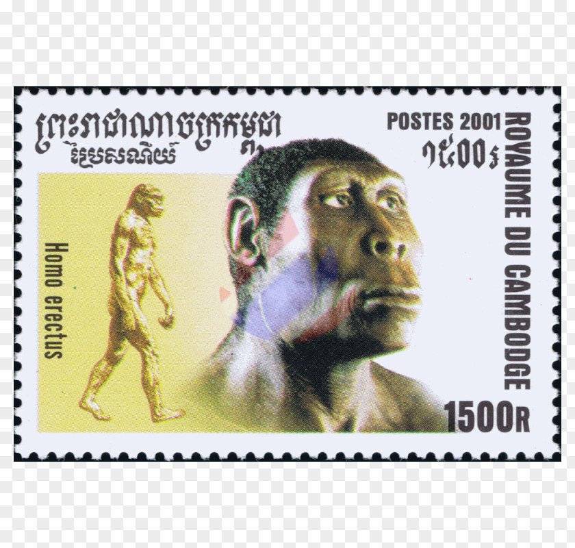 Human Lungs Postage Stamps Fauna Album Cover PNG