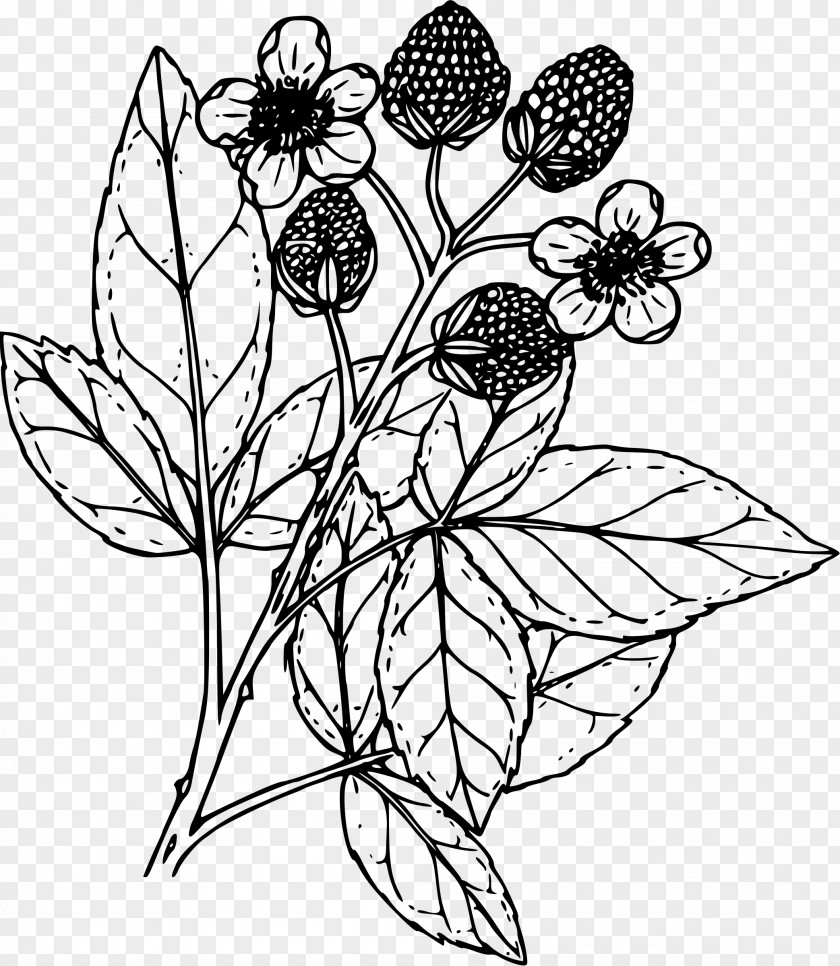 Raspberries Coloring Book Drawing Blackberry Clip Art PNG
