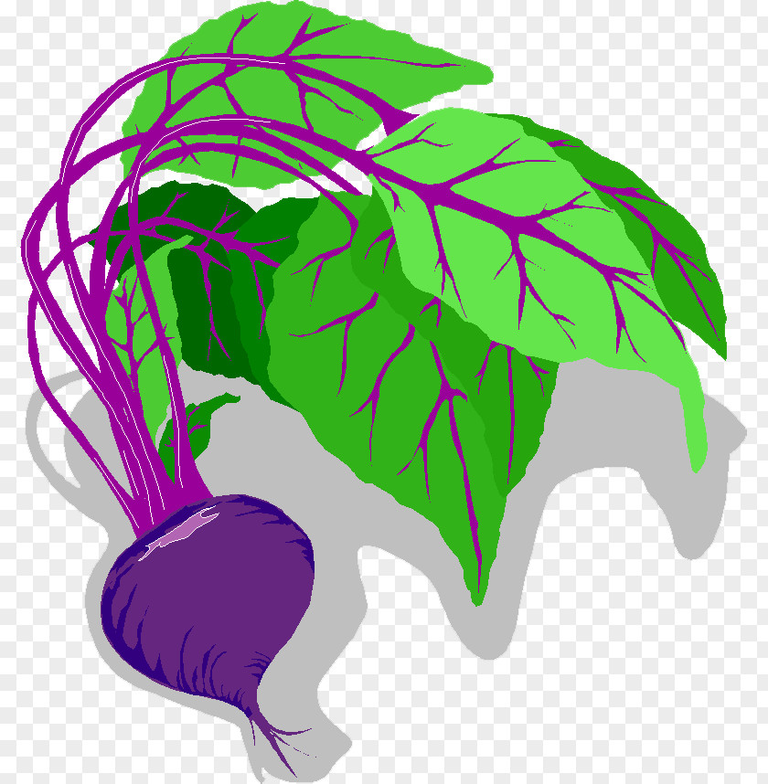 Rave Vegetable Beetroot Sugar Beet Radish Food PNG