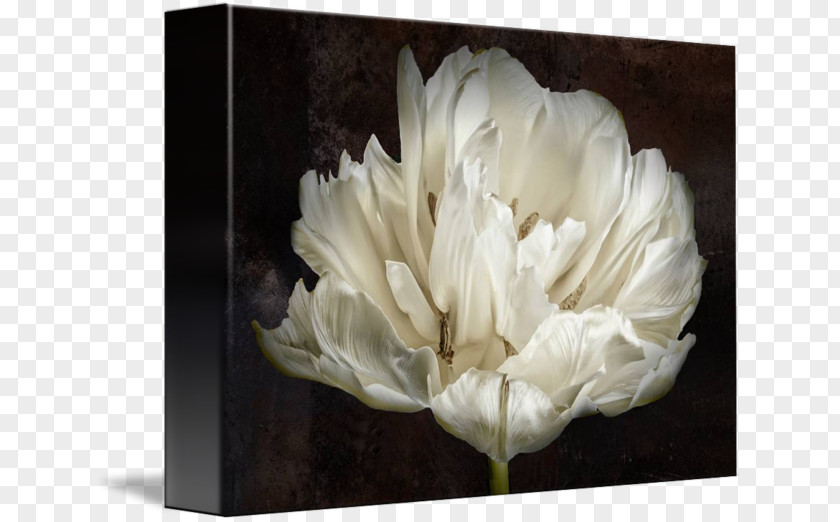 White Tulip AllPosters.com Printing Art Printmaking PNG