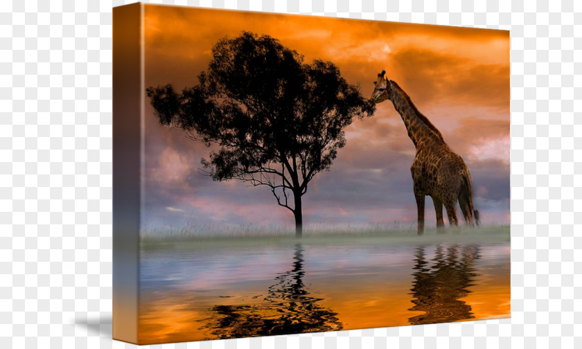 Anthony Davis Giraffe Photography Art Canvas Print Photographer PNG