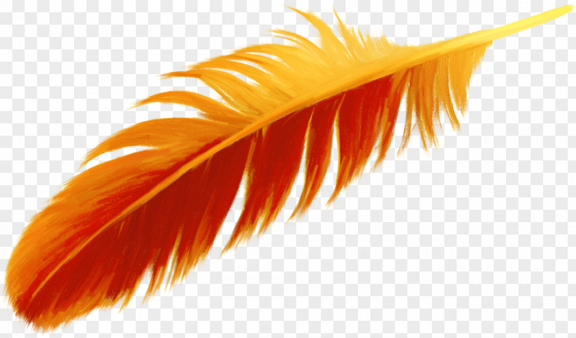 Beautiful Orange Feather Bird PNG