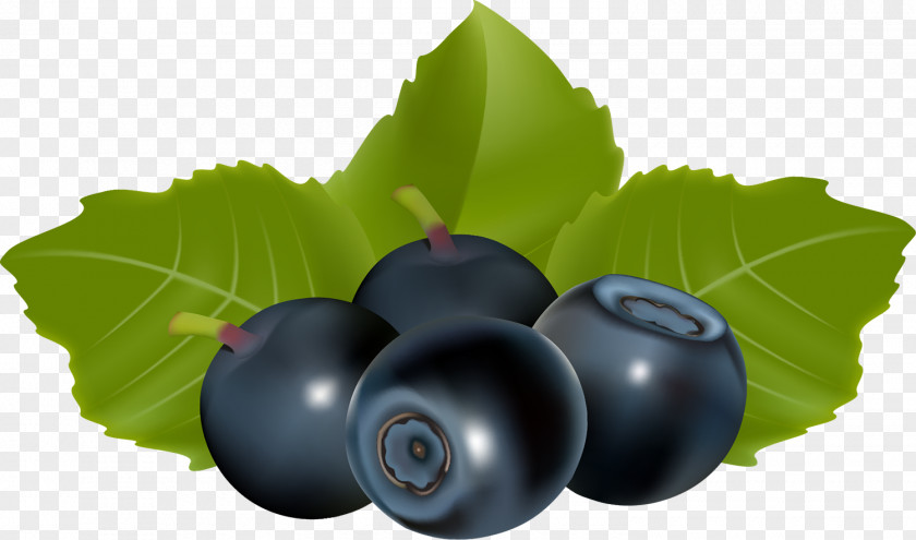 Binocular Blueberry Huckleberry Fruit PNG