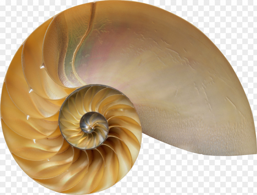Conch The Secret Code: Mysterious Formula That Rules Art, Nature, And Science Amazon.com Divine Proportion: Phi In AbeBooks PNG