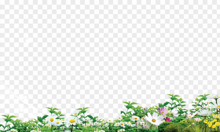 Grass,Flowers Download Poster PNG