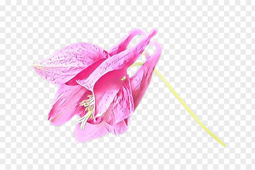 Lily Family Pedicel Pink Flower Petal Plant Flowering PNG
