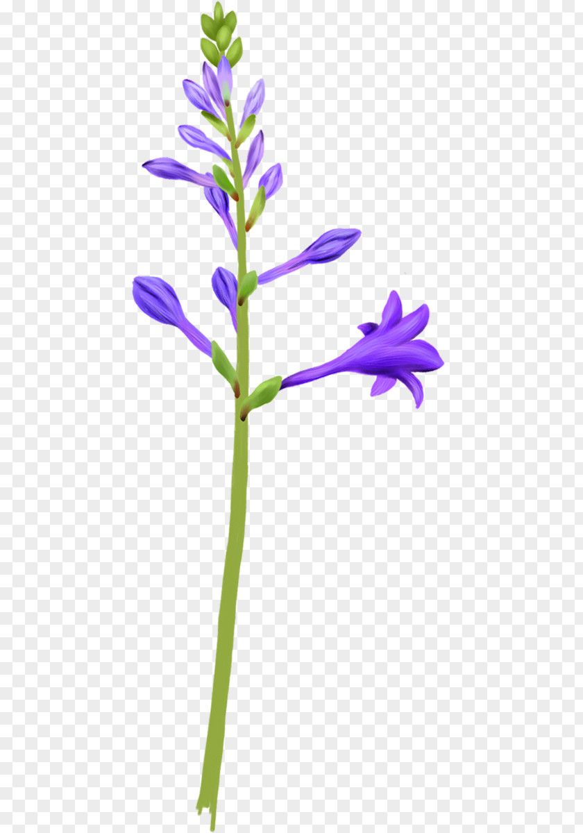 Lily Of The Valley Drawing Plant PNG