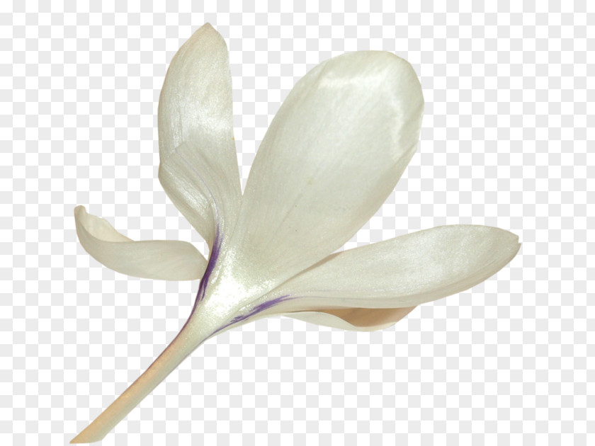 Petal Flower Clip Art PNG