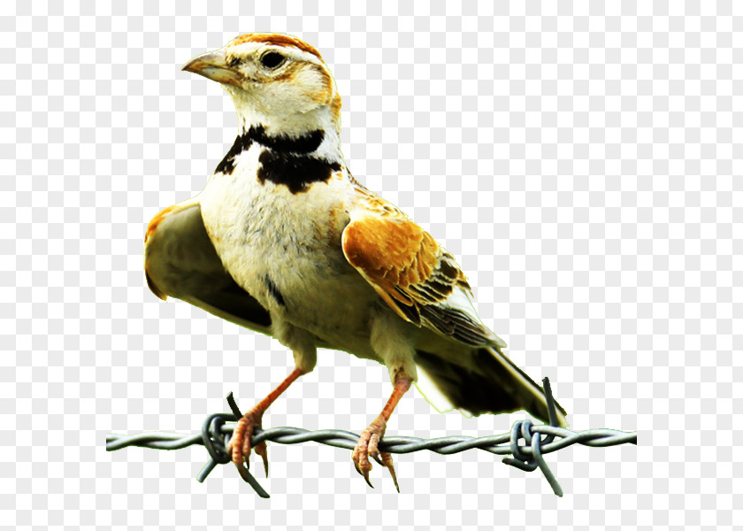 Rope Grab Birds Lark Finch Bird Owl Common Nightingale PNG