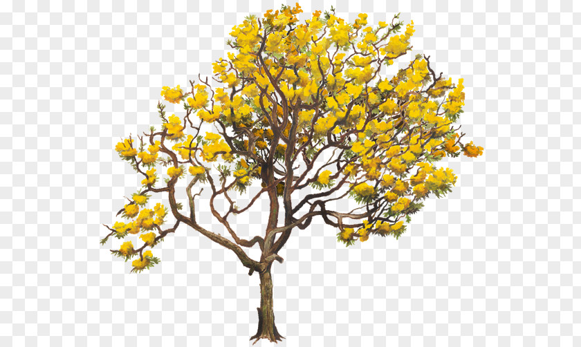 Tree Yellow Tabebuia Chrysantha Twig Aurea PNG