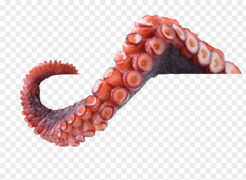 Calamares Octopus Tentacle Argonaut Science PNG