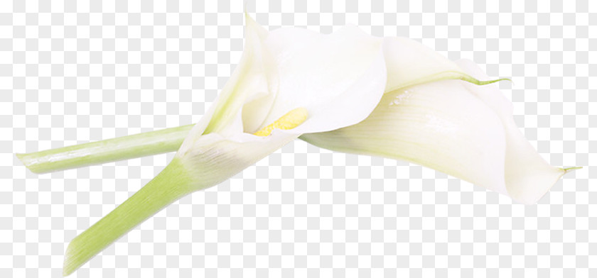 Calas Cut Flowers Plant Stem Petal Close-up PNG